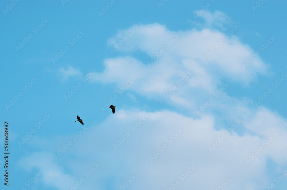 Two great cormorants fly against a blue sky with beautiful white clouds. A pair of birds close to each other. The concept of friendship and mutual assistance. Two great cormorants fly against a blue sky with beautiful white clouds. A pair of birds close to each other. The concept of friendship and mutual assistance.