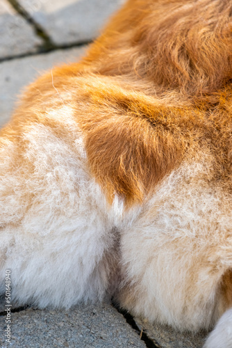 an outdoor photoshoot pet photography pembroke welsh fluffy corgi dog detail shot face on the park in morning sun shine
