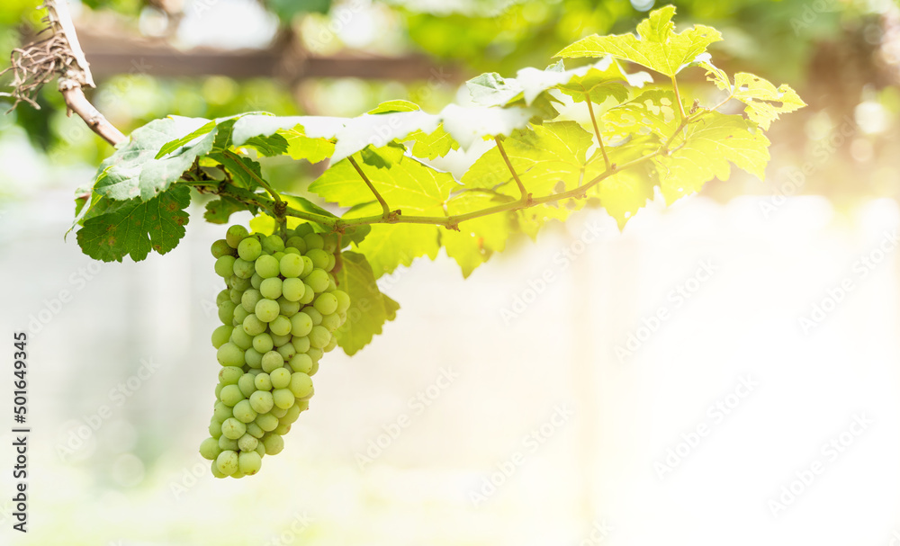 grapes on vine
