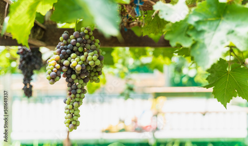 Foto grape wine on tree at farm