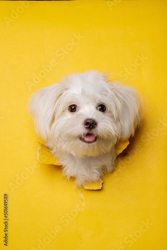 a female maltese white dog photoshoot studio pet photography with concept breaking yellow paper head through it with expression photo