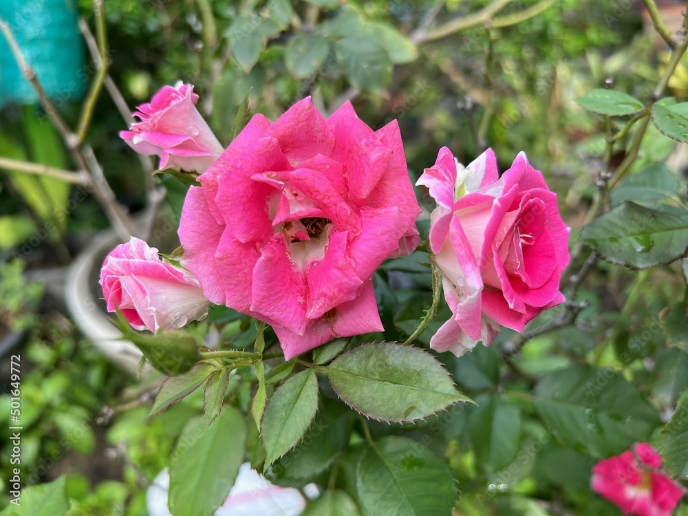 pink rose flower in nature garden