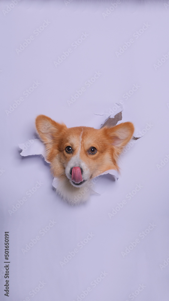 a female pembroke welsh corgi dog photoshoot studio pet photography with concept breaking gray paper head through it with expression a female pembroke welsh corgi dog photoshoot studio pet photography with concept breaking gray paper head through it with expression