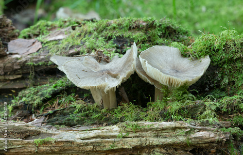 Clitocybula platyphylla mushrooms growing on aspen wood photo
