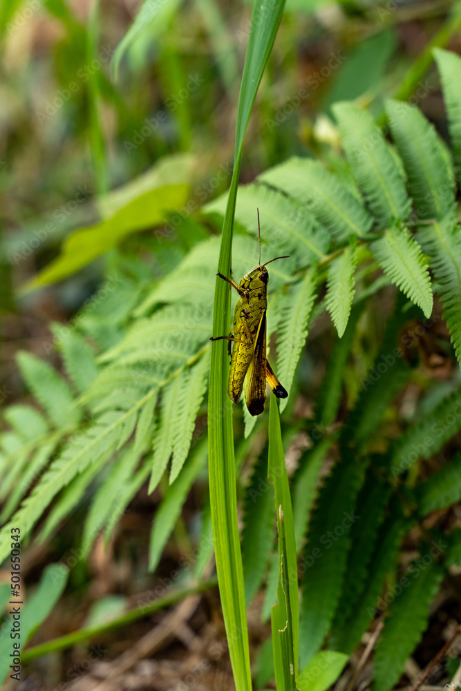 grasshopper - Stethophyma magister - is on a leaf in countryside of Fukuoka prefecture, JAPAN. grasshopper - Stethophyma magister - is on a leaf in countryside of Fukuoka prefecture, JAPAN.