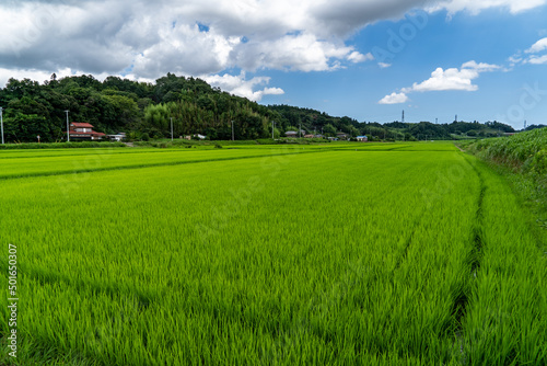 Paddy fields are in rural area in Chiba prefecture, JAPAN.