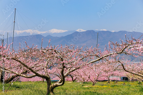 Obraz w ramie 満開の桃の花が咲く風景、山梨県笛吹市