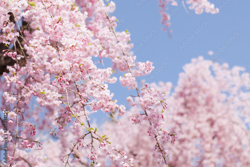 ピンクの花びらが綺麗な満開の桜の花 Stock Photo Adobe Stock