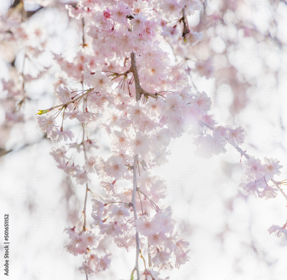 ピンクの花びらが綺麗な満開の桜の花 Stock Photo Adobe Stock