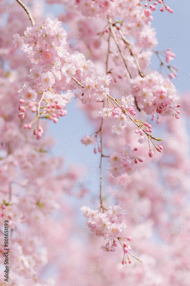 ピンクの花びらが綺麗な満開の桜の花 Stock Photo Adobe Stock