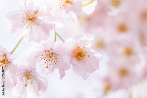 ピンクの花びらが綺麗な満開の桜の花