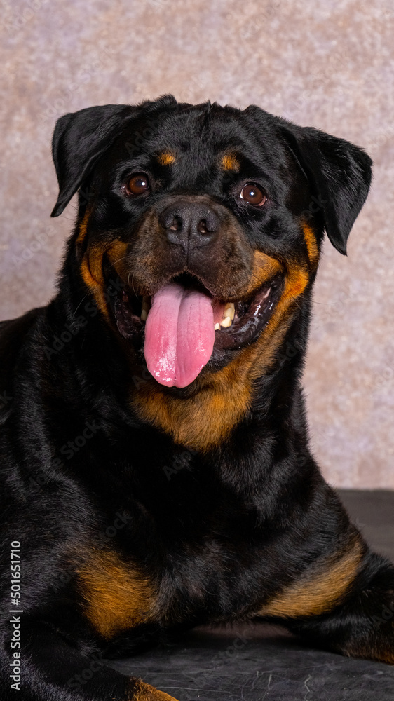 Obraz premium a female black chocolate big adult rottweiler dog photoshoot studio pet photography with pink glitter background