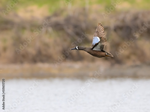 Male Blue-winged Teal in flight  over lake in spring