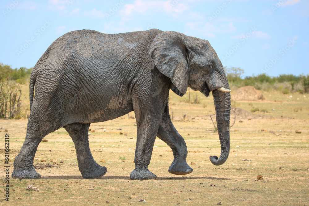 Obraz premium African elephant in Etsoah National Park, namibia