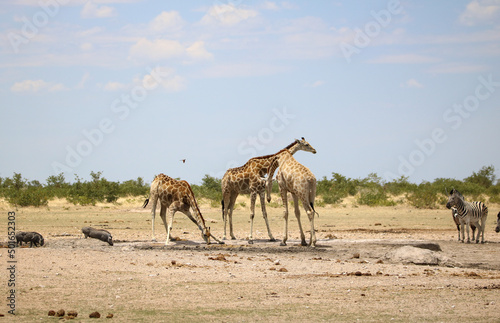Giraffe and warthog at a waterhole in Etosha National Park, Namibia