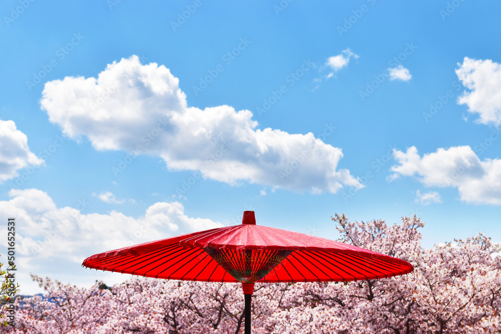 赤い野点傘と青空の下で屋外を楽しむ日本の花見や茶会