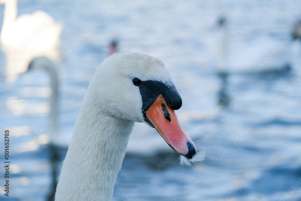 Obraz premium Swan on the Baltic Sea. Feather in the beak