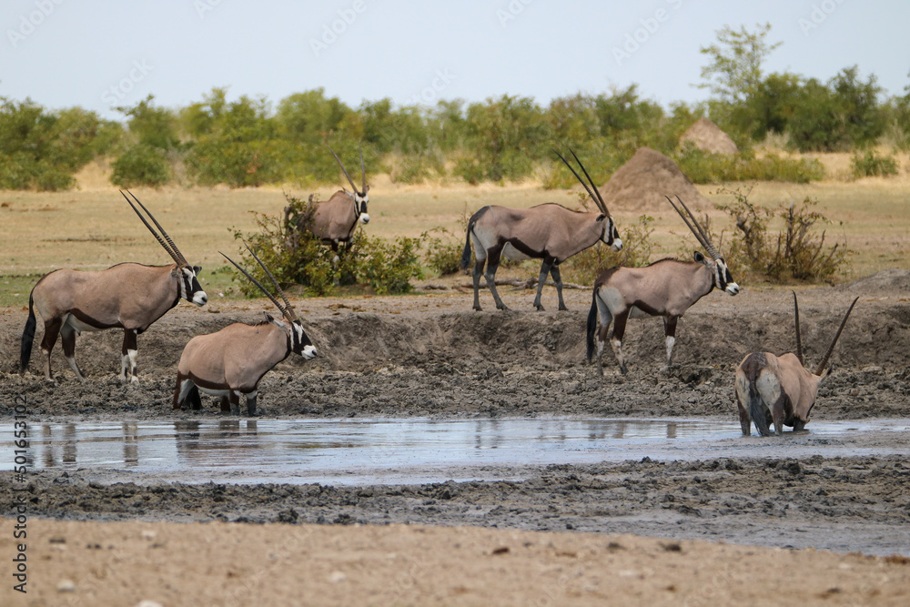 Fototapeta premium Gemsbok at a waterhole in Etsoaha National Park, Namibia