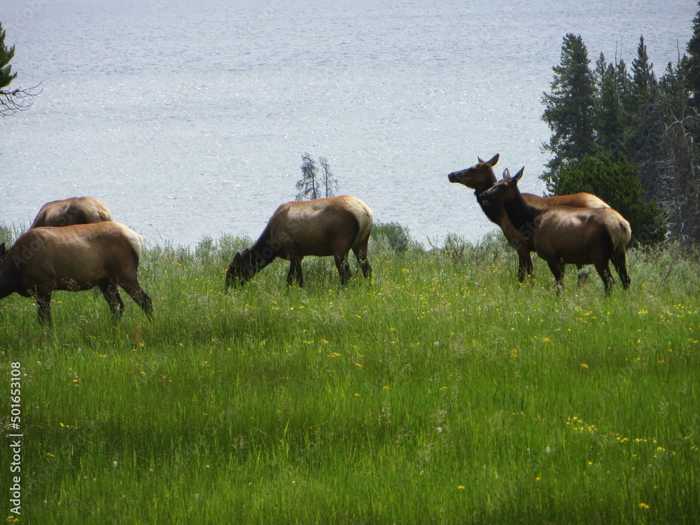 herd of deer in the forest herd of deer in the forest