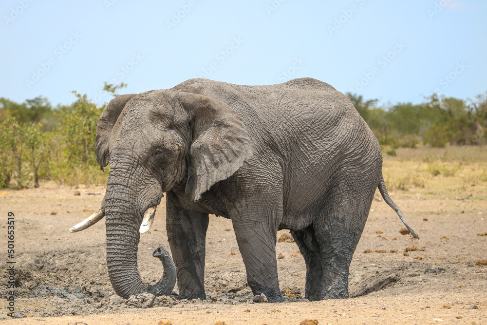 African elephant in Etsoah National Park, namibia