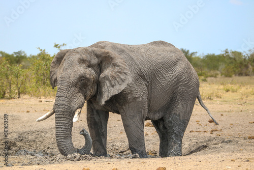 African elephant in Etsoah National Park  namibia