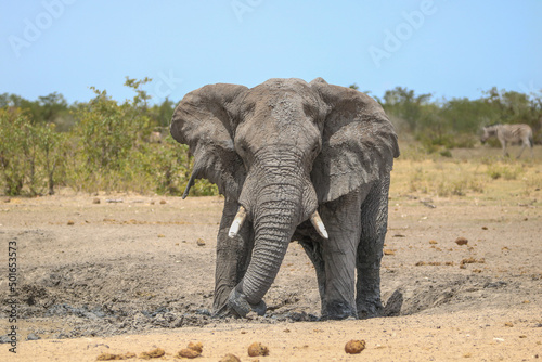 Elephant enjoying the mud in Etosha National Park, namibia