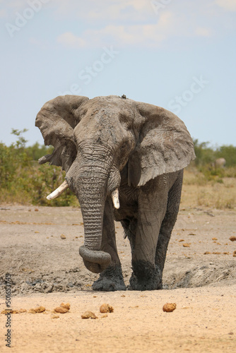 African elephant in Etsoah National Park, namibia