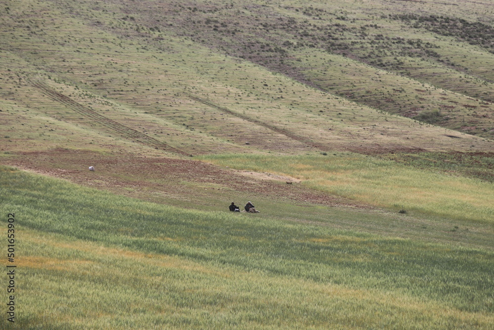 Obraz premium sheep in the field