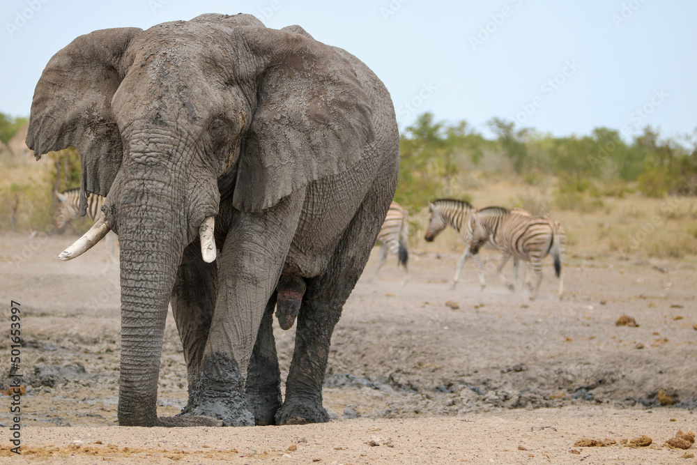 Fototapeta premium African elephant in Etsoah National Park, namibia