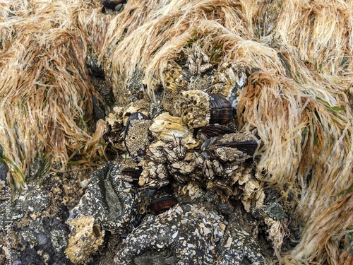Muscles and barnacles in the intertidal zone