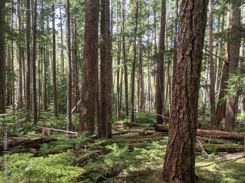 Under the canopy of an old growth forest in british columbia Under the canopy of an old growth forest in british columbia