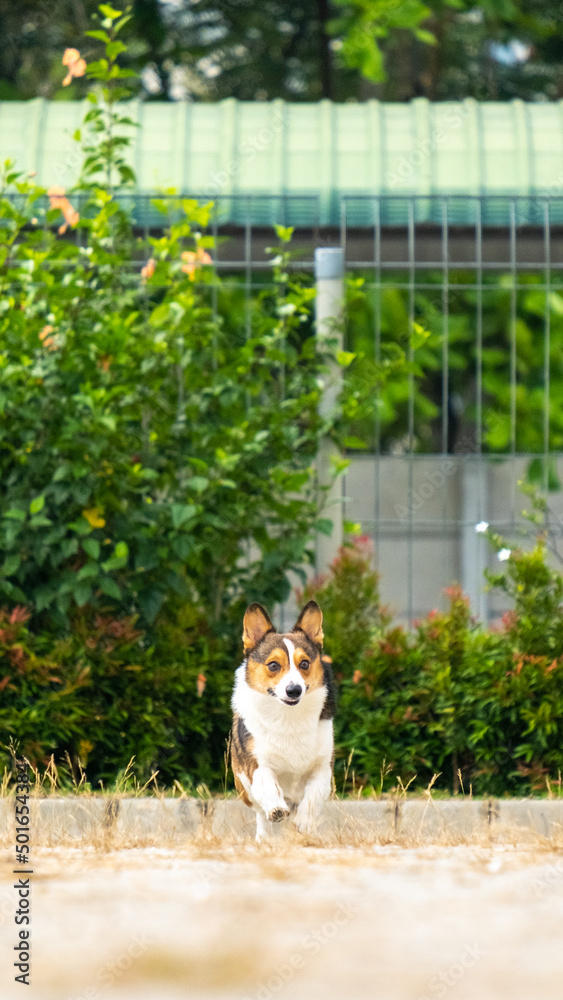 a male chocolate and white pembroke welsh corgi at outdoor photoshoot session pet photography at the park in the morning
