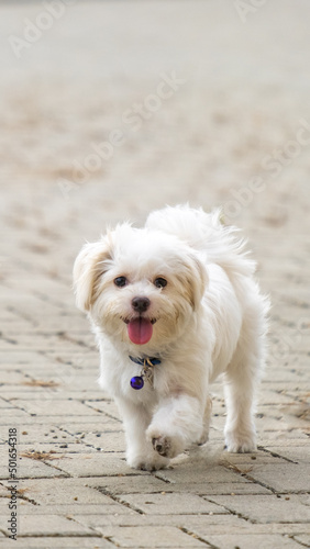 a female white maltese at outdoor photoshoot session pet photography at the park in the morning