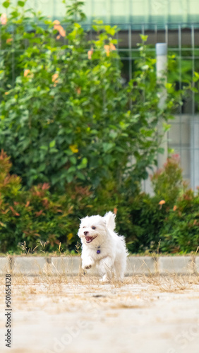 a female white maltese at outdoor photoshoot session pet photography at the park in the morning
