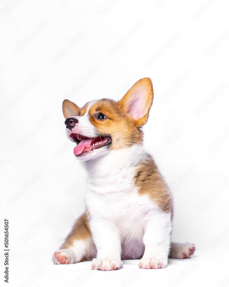 Obraz premium a female pembroke welsh corgi cute puppy white chocolage dog photoshoot studio pet photography with white background isolated
