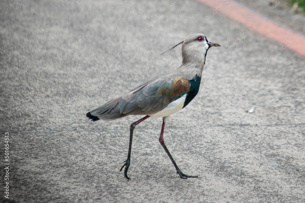 Obraz premium Quero Quero