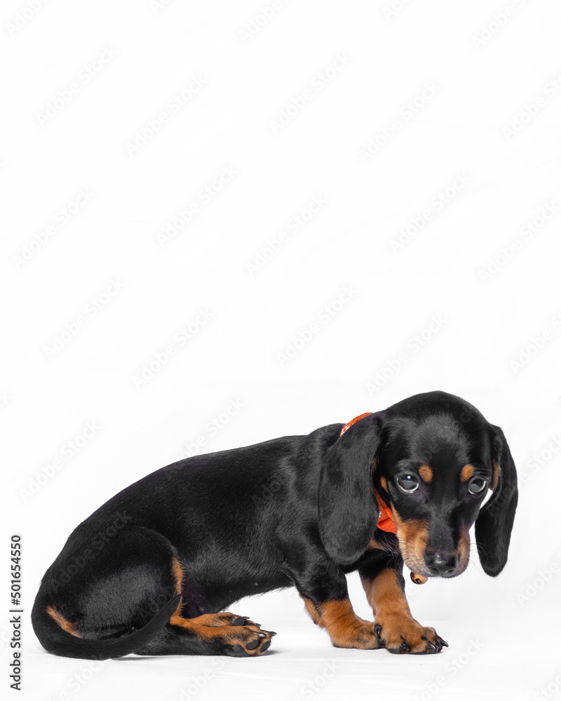 Obraz premium a female black dachshund cute puppy dog photoshoot studio pet photography with white background isolated