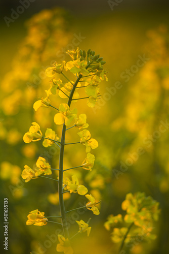 rapeseed flower in close-up in a field in Poland