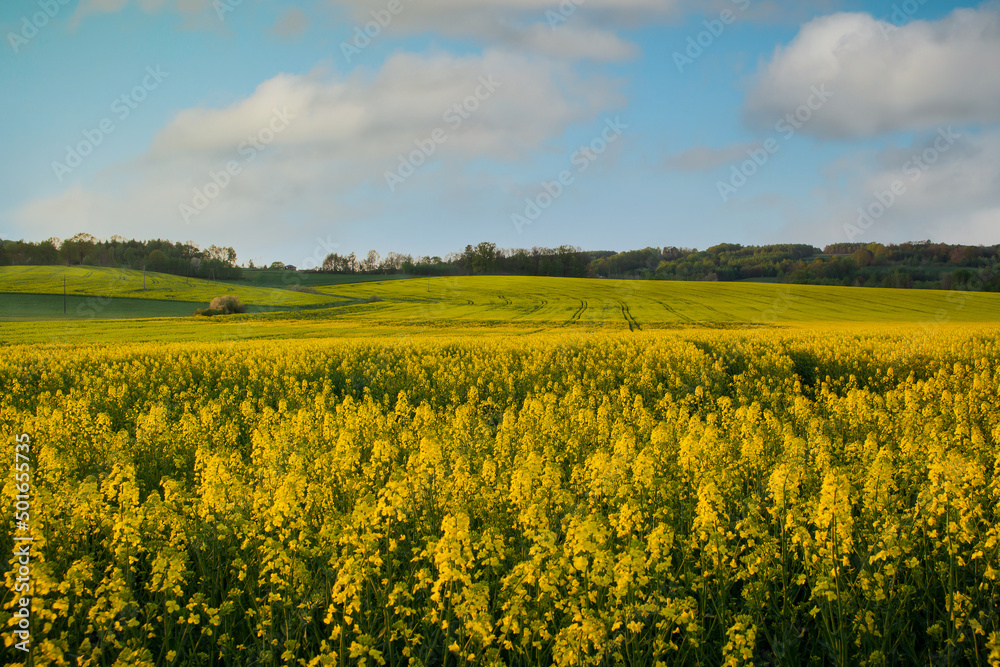 the field of rape under blue sky