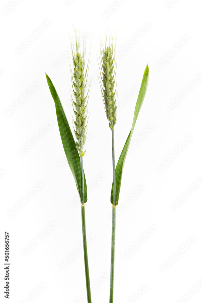green wheat ear isolated on white background green wheat ear isolated on white background
