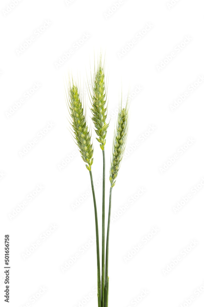 green wheat ear isolated on white background green wheat ear isolated on white background