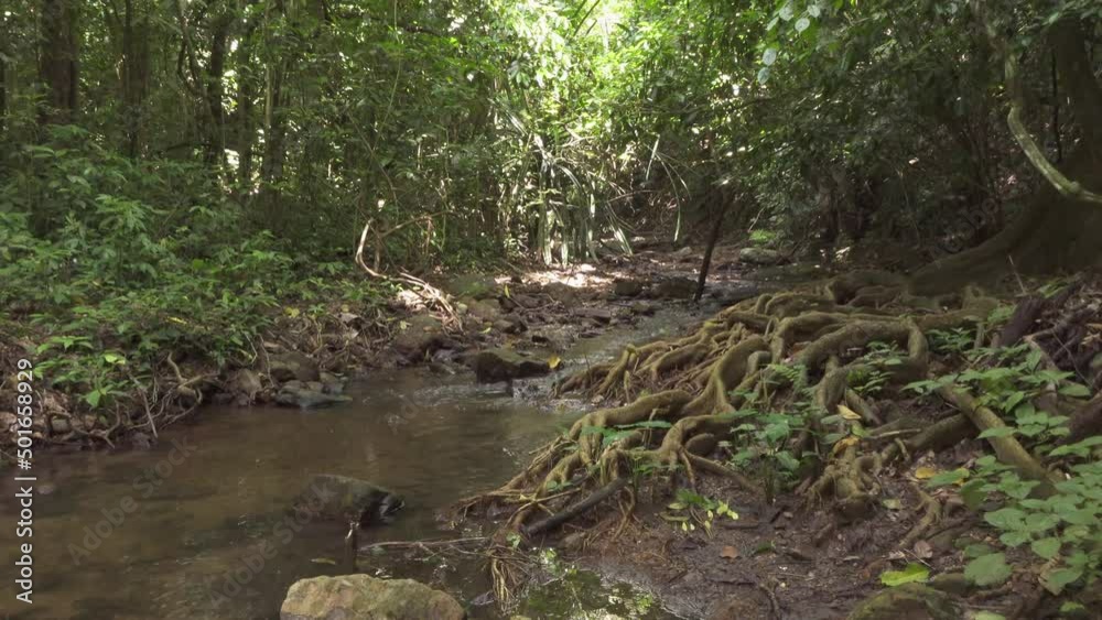 A spread of some very complex tree roots on the banks of a jungle stream. Filmed in Kaeng Krachan National Park, Thailand. A spread of some very complex tree roots on the banks of a jungle stream. Filmed in Kaeng Krachan National Park, Thailand.