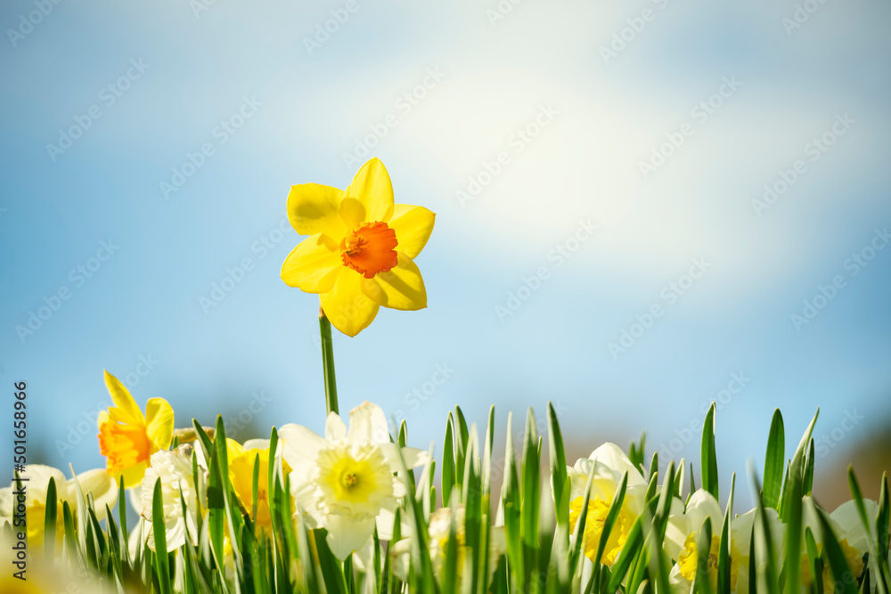 Spring flowers daffodils against the blue sky on a sunny day. Spring flowers daffodils against the blue sky on a sunny day.