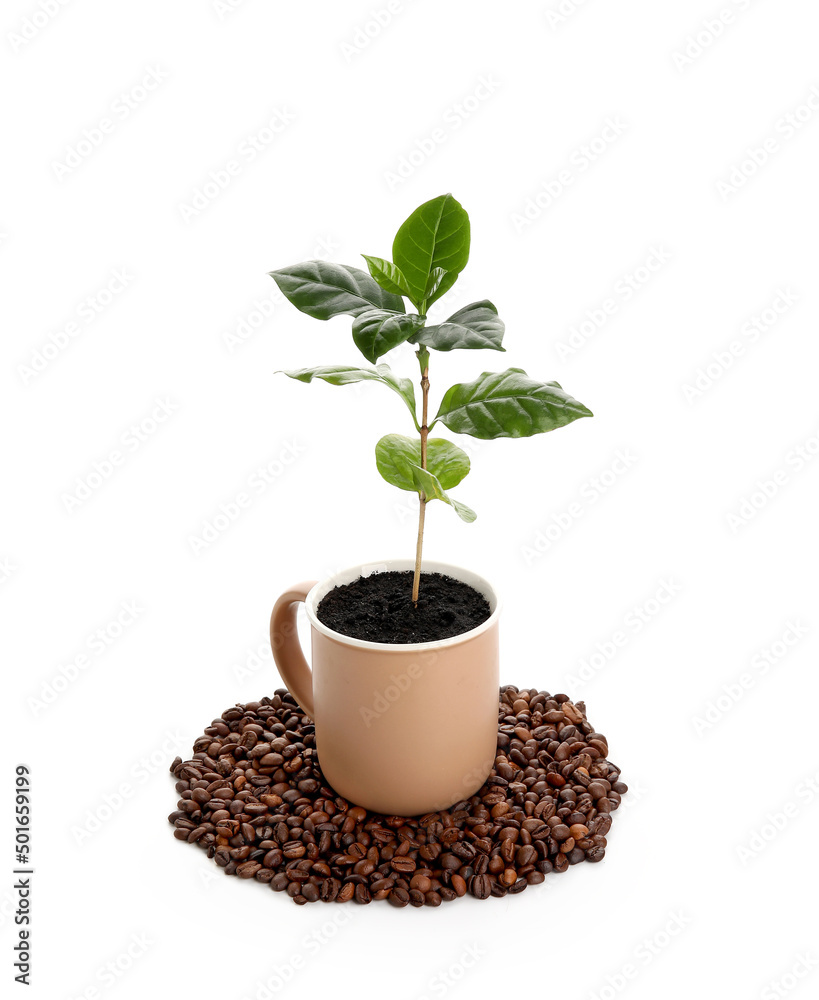 Beautiful coffee tree in cup and beans on white background Beautiful coffee tree in cup and beans on white background