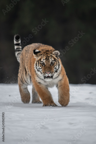 Siberian Tiger running in snow. Beautiful  dynamic and powerful photo of this majestic animal. Set in environment typical for this amazing animal. Birches and meadows