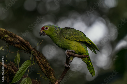 Red-lored Parrot, Amazona autumnalis, portrait of light green parrot with red head, Costa Rica. Detail close-up portrait of bird. Bird and pink flower. Wildlife scene from tropical nature © vaclav