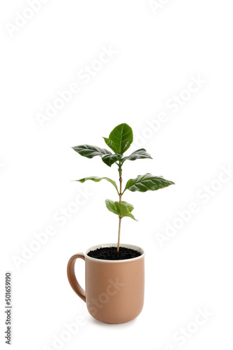 Beautiful coffee tree in cu...