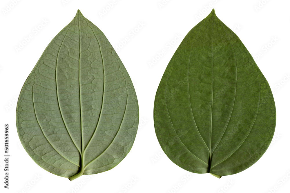 Obraz premium green pepper tree leaf isolated on white background, Clipping path