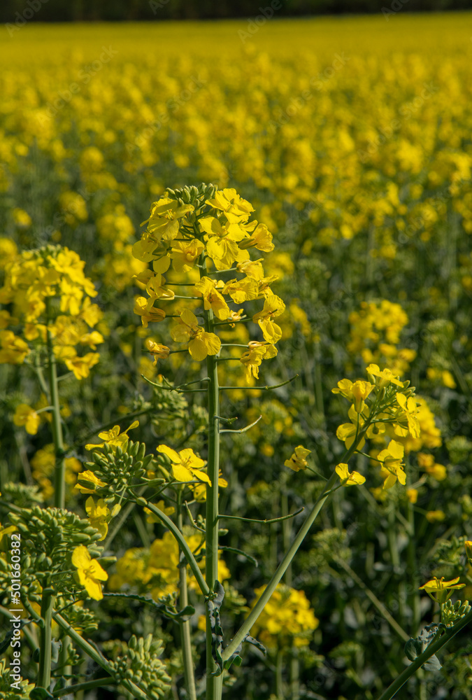 Fototapeta premium Flowering rapeseed , canola or colza. Yellow flowers of Brassica Napus. Blooming rapeseed. Plant for green energy and oil industry. Biodiesel.