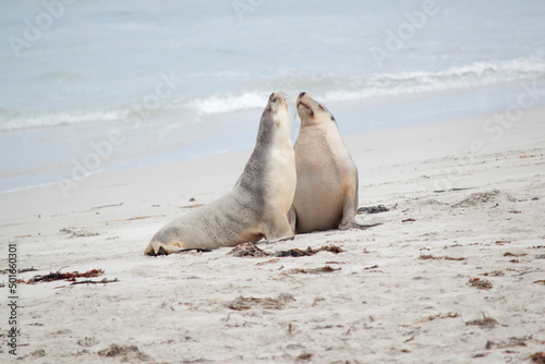 two sea lions greeting each other on the beach